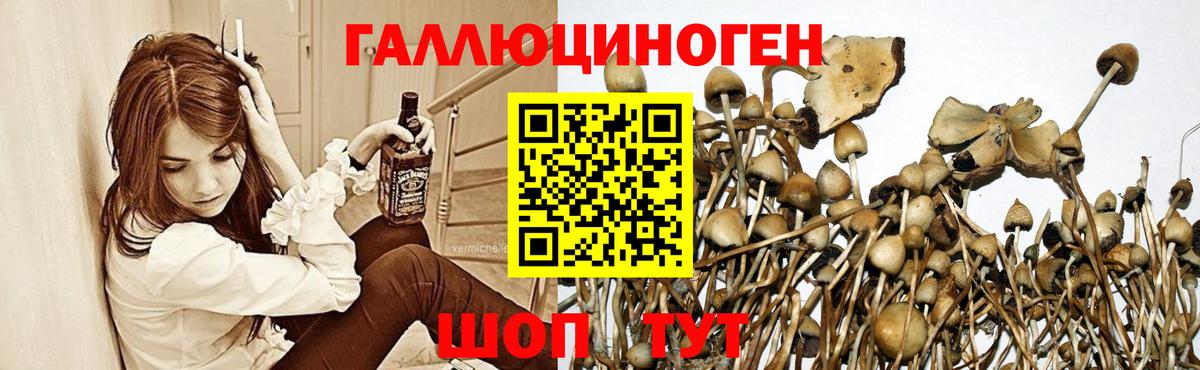 Псилоцибиновые грибы GOLDEN TEACHER  Вход с VPN  Саянск 